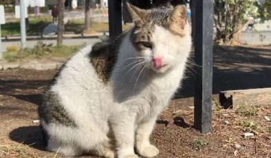 Görme engelli kedi diş hekimliği fakültesinin maskotu oldu
