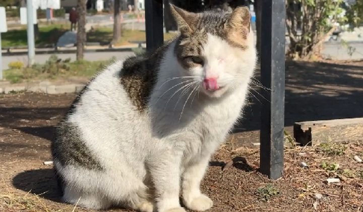 Görme engelli kedi diş hekimliği fakültesinin maskotu oldu
