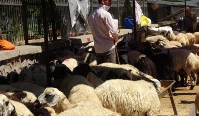 Kasap fiyatlarındaki artış canlı hayvana yöneltti
