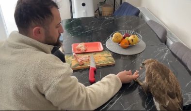Yol kenarında donmak üzereyken bulduğu atmacayı evinde etle besledi