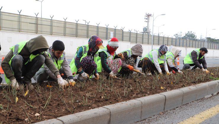Refüj ve kavşaklar güllerle süslenecek