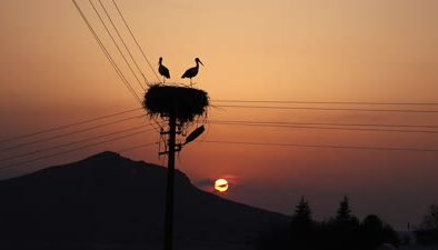 6 yıldır göç etmeyen iki leylek, Pertek ilçesini mesken tuttu