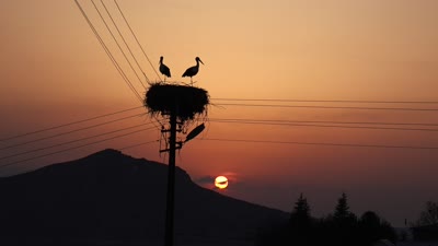 6 yıldır göç etmeyen iki leylek, Pertek ilçesini mesken tuttu