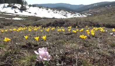 Baharın müjdecisi çiğdemler Büyük Yayla’yı sarıya boyadı