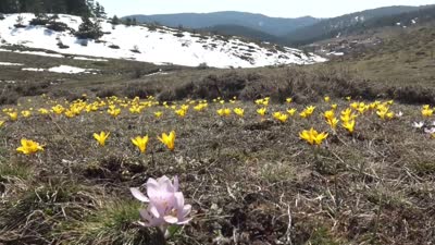 Baharın müjdecisi çiğdemler Büyük Yayla’yı sarıya boyadı