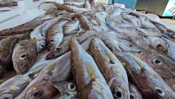 Balıkçıdan büyük bağış: 10 ton balık ihtiyaç sahiplerine
