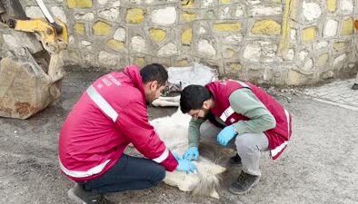 Bitkin halde bulunan katıra veteriner müdahale etti