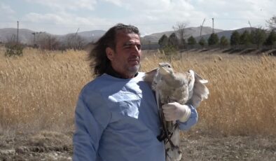 Nesli tükenme tehlikesindeki toy kuşu Van YYÜ’de tedavi altına alındı