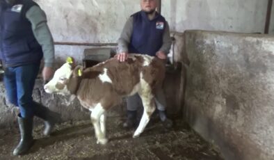 Buzağıların ücretsiz küpelenmesi çalışmalarına başlandı