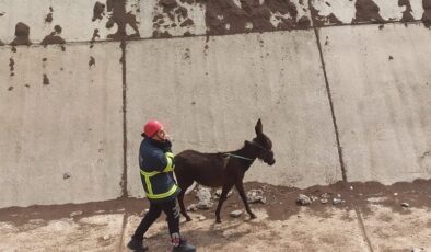 Çınar’da sulama kanalına düşen eşek, İtfaiye ekiplerince kurtarıldı