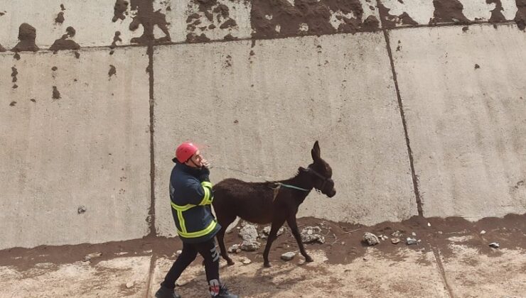 Çınar’da sulama kanalına düşen eşek, İtfaiye ekiplerince kurtarıldı