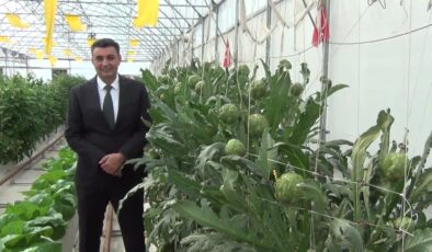 Darıca’da topraksız tarımla yetiştirilen enginarlar büyüyor