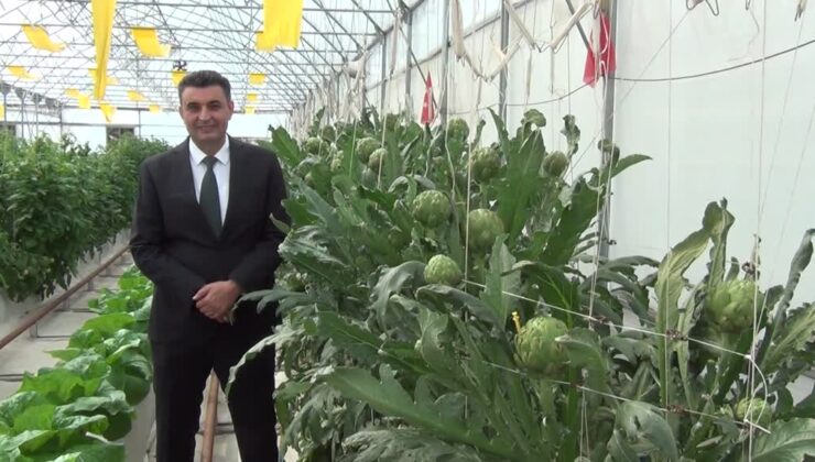 Darıca’da topraksız tarımla yetiştirilen enginarlar büyüyor