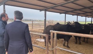 Diyarbakır’da İtalyan mandaları alıcıları için görücüye çıkacak