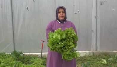 Emekliliğin ardından devlet desteğiyle kurduğu serada sebze yetiştiriyor