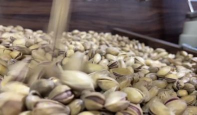 Fıstık üretiminde geçen yıl en yüksek rakama ulaşıldı