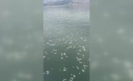 İzmir Körfezi’ne boya atığı deşarj eden firmaya 8,3 milyon lira ceza