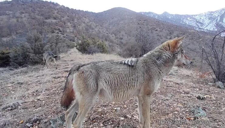 Kaçak avcılara fotokapanlarla geçit verilmiyor