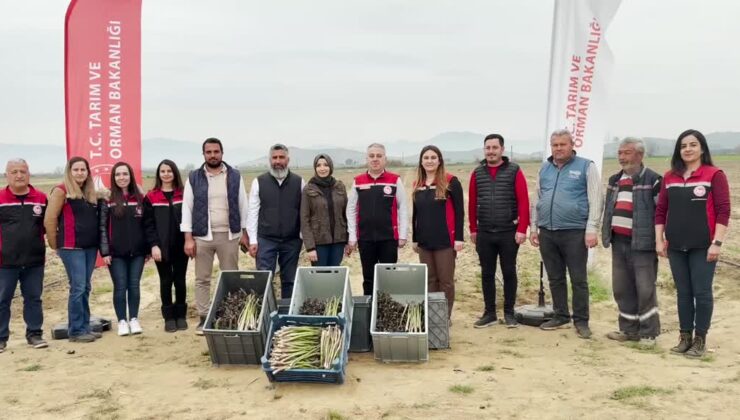 Tire’de kuşkonmazla üretime başlayan kadın çiftçi ihracata hazırlanıyor
