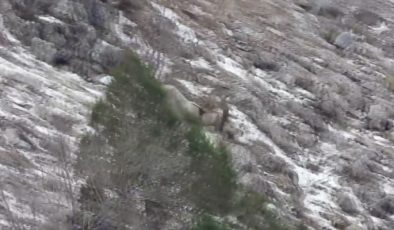 Kahramanmaraş’ın doğa timleri 4 ayda 1322 yaban hayvanı tespit etti