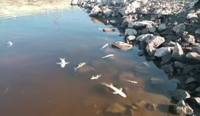 Karasu Çayı’nda balık ölümleri ve renk değişimi üzerine inceleme başlatıldı