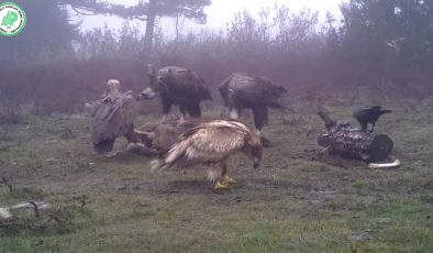 Kaya kartalı, akbaba ve kuzgun fotokapanla görüntülendi