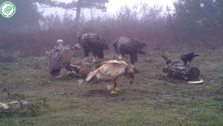 Kaya kartalı, akbaba ve kuzgun fotokapanla görüntülendi