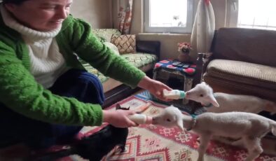 Besici kadın, annelerinin kabullenmediği kuzulara evinde bakıyor