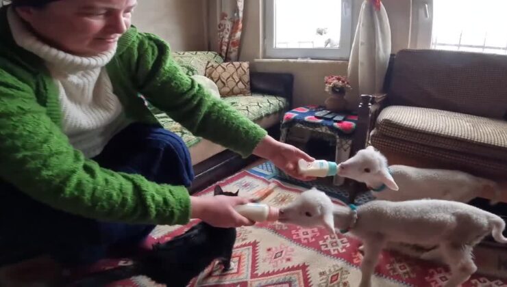 Besici kadın, annelerinin kabullenmediği kuzulara evinde bakıyor