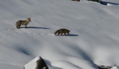 Kızıl tilki ve yaban kuşları yaşam alanlarında görüntülendi