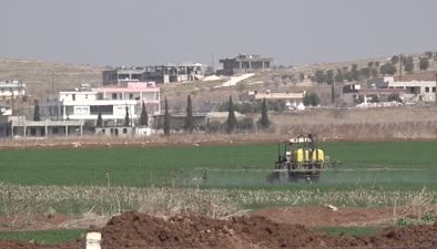Kuraklık hububat verimini olumsuz etkiliyor