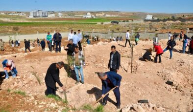 Midyat’ta üniversite alanına 400 fidan dikildi