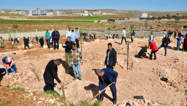 Midyat’ta üniversite alanına 400 fidan dikildi