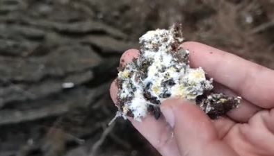 Taşımayla kurulan ‘basralı çam alanları’ bal hasadını artıracak