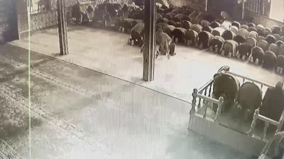 Namaz kılarken çocuk tarafından taburesi çekilen kişinin düşmesi kamerada