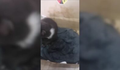 Orman işçilerinin bulduğu ayı yavrusu koruma altına alındı