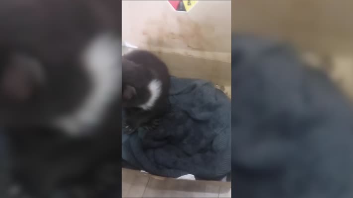 Orman işçilerinin bulduğu ayı yavrusu koruma altına alındı
