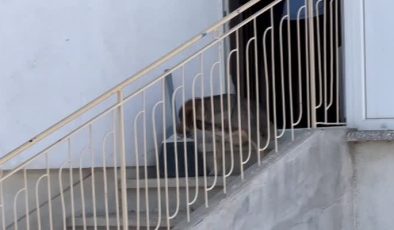 Sahipli köpeğin saldırısından oğlunu kurtarmak isteyen baba yaralandı