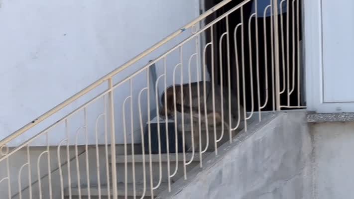 Sahipli köpeğin saldırısından oğlunu kurtarmak isteyen baba yaralandı