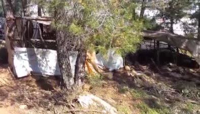 Köpekler ağıla saldırdı, 30 hayvan telef oldu