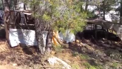 Köpekler ağıla saldırdı, 30 hayvan telef oldu