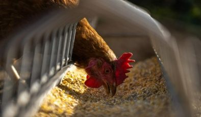 Tavuk eti üretimi 233 bin 223 ton, tavuk yumurtası üretimi 1,65 milyar adet oldu