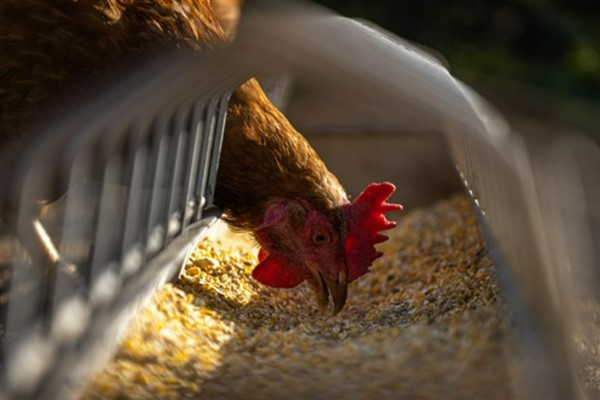 Tavuk eti üretimi 233 bin 223 ton, tavuk yumurtası üretimi 1,65 milyar adet oldu
