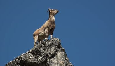Tunceli’nin yaban keçileri fotoğrafçıların gözdesi oldu
