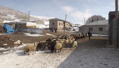 Vanlı çiftçi, süngerleme yöntemiyle kuzu sayısını arttırdı