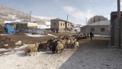 Vanlı çiftçi, süngerleme yöntemiyle kuzu sayısını arttırdı