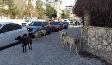 Diyarbakır’da Başıboş Köpek Sorunu Büyüyor: Vatandaşlar Endişeli