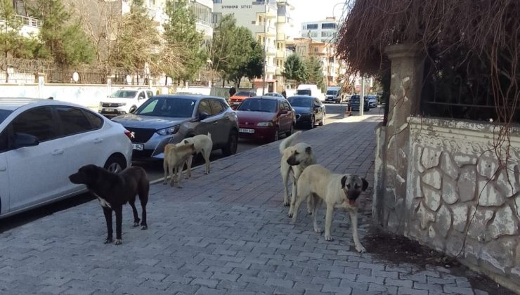 Diyarbakır’da Başıboş Köpek Sorunu Büyüyor: Vatandaşlar Endişeli