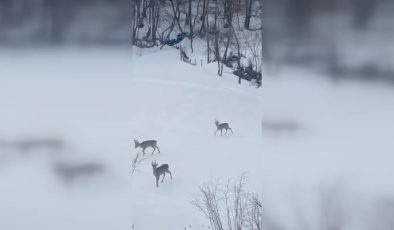 Yiyecek arayan 4 karaca görüntülendi