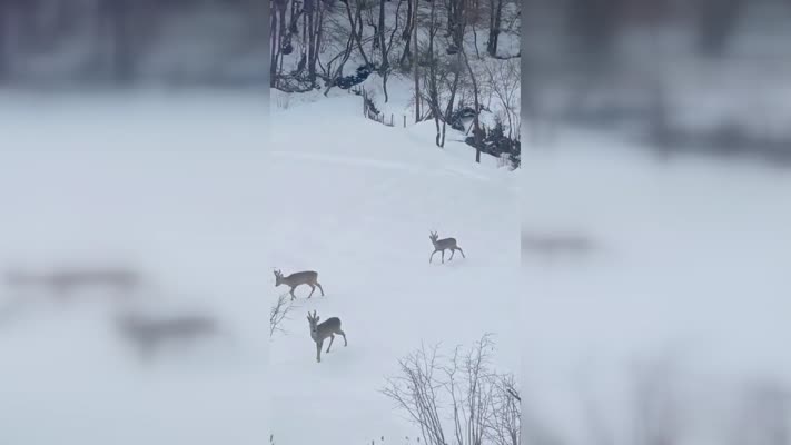 Yiyecek arayan 4 karaca görüntülendi